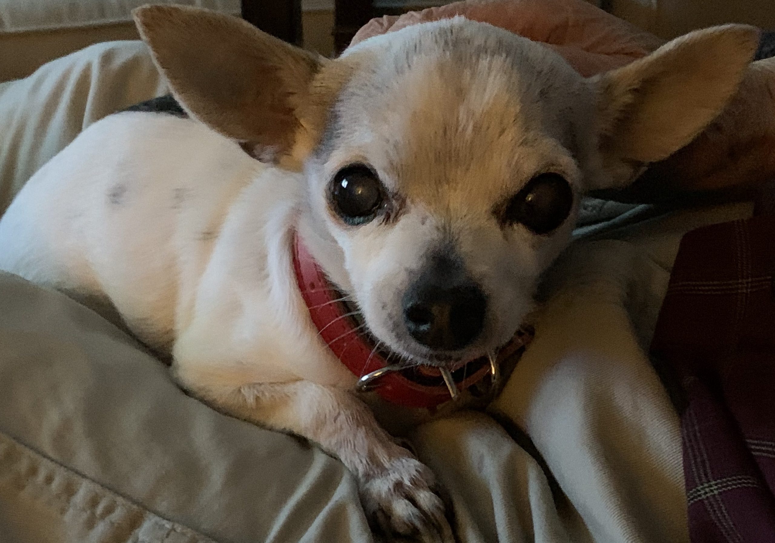 senior chihuahua