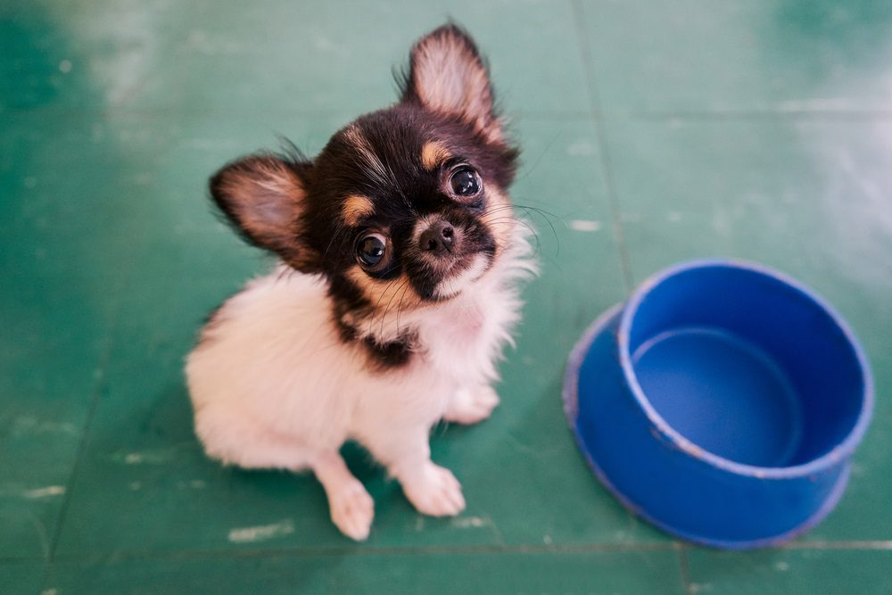 cost to feed dog fresh, a baby chihuahua looking at camera as if begging for food with empty dog food bowl on blue background
