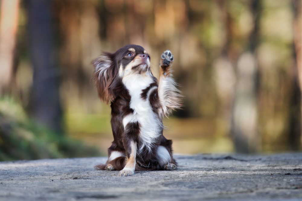 chihuahua training book, black, brown and white long haired chihuahua looking up and holding up a paw