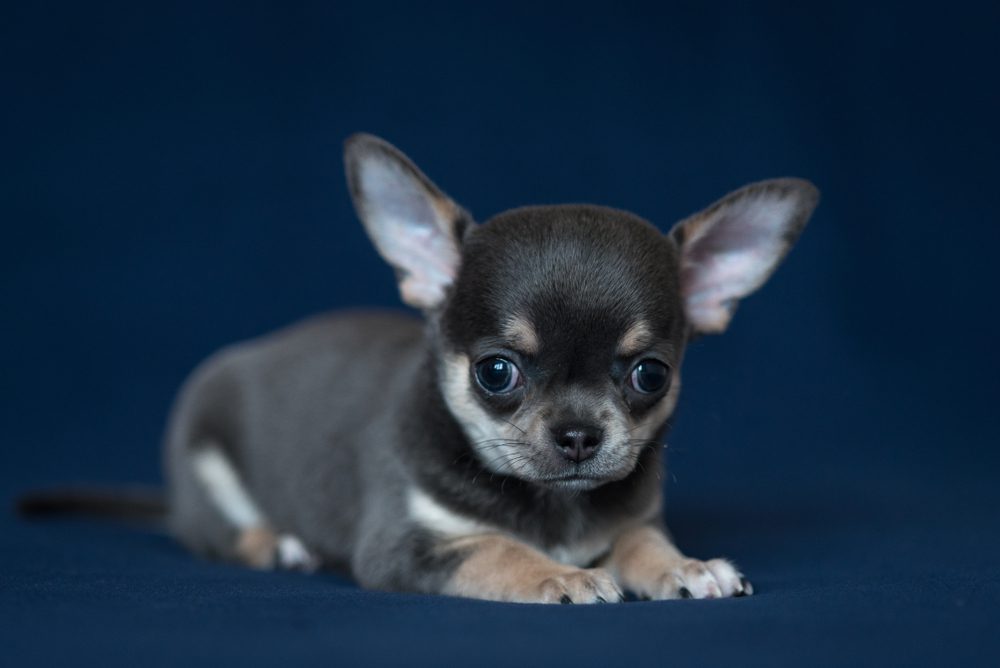 Chihuahua blue adulto