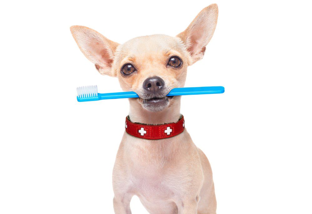 DIY homemade toothpaste, chihuahua holding toothbrush in mouth, all white background