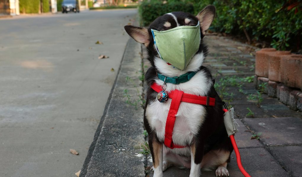 shelter in, a chihuahua wearing a mask