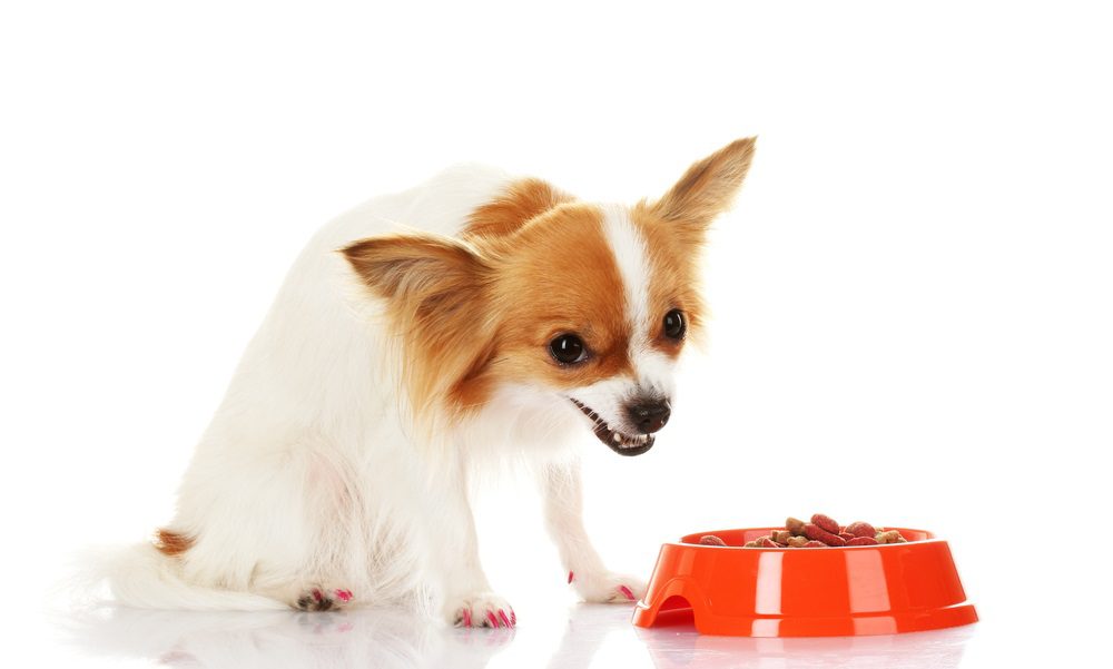 chihuahua training book, chihuahua standing over food bowl snarling