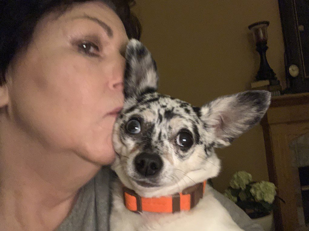 shelter in, author kissing her blue merle chihuahua