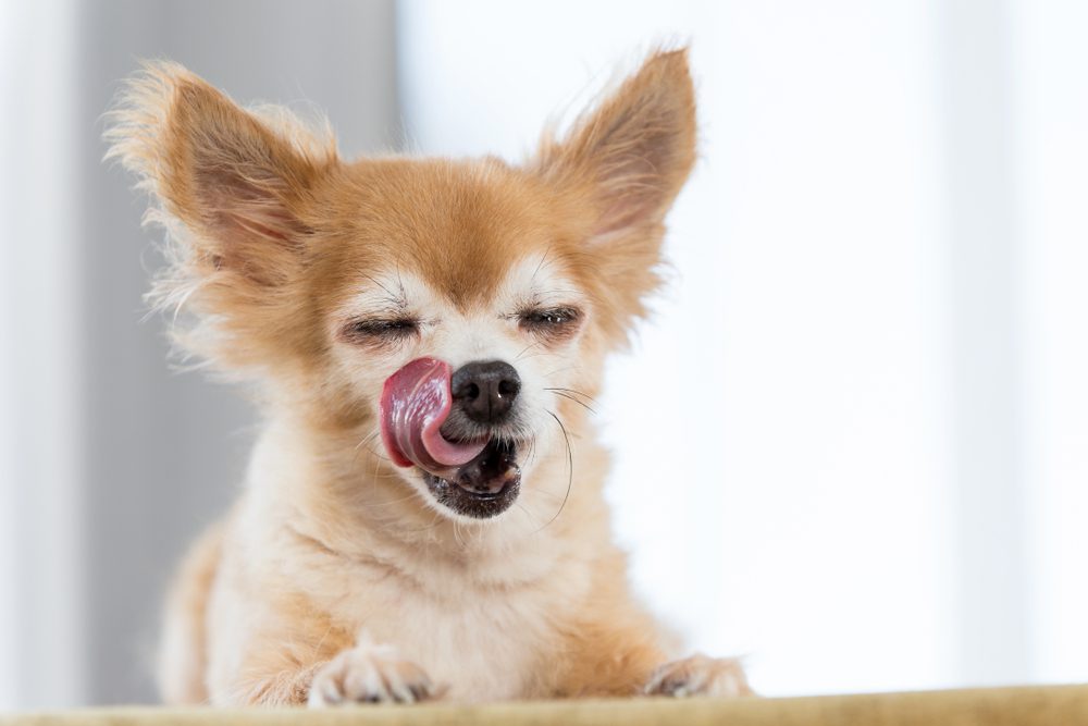 cost to feed dog fresh, a chihuahua licking lips with eyes closed as in really enjoying a bite of food