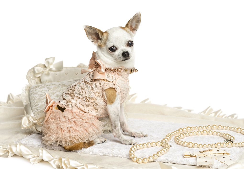 7 Very Important Reasons You Should Brush Your Chihuahua