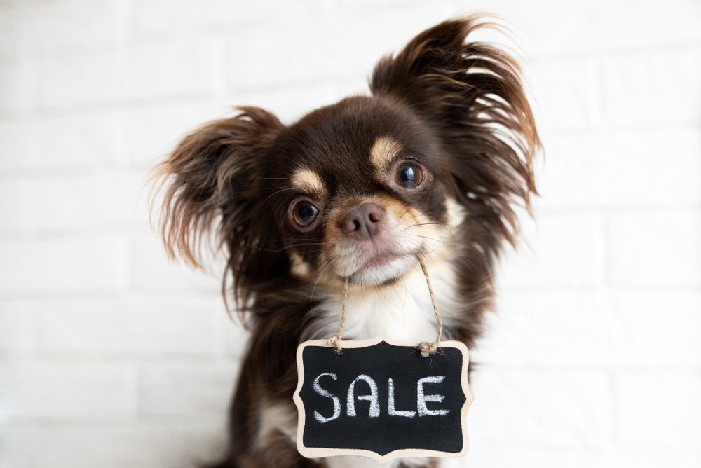 truth about puppy mills, chocolate chi puppy holding a sale sign