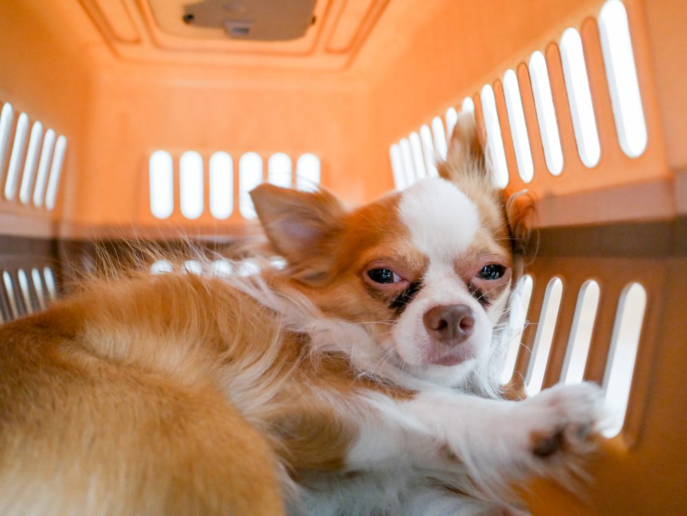 truth about puppy mills, a fawn and white chi in a cramped crate