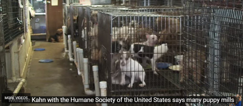 truth about puppy mills, picture of puppies in cramped cages in a puppy mill