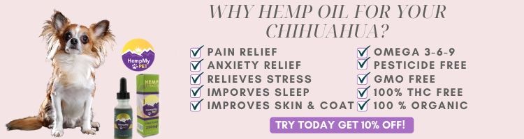 one eared chihuahua story, ad for hempmypet
