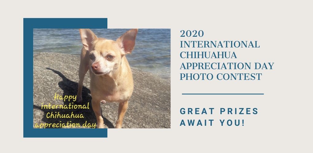 2020 international chihuahua appreciation day photo contest