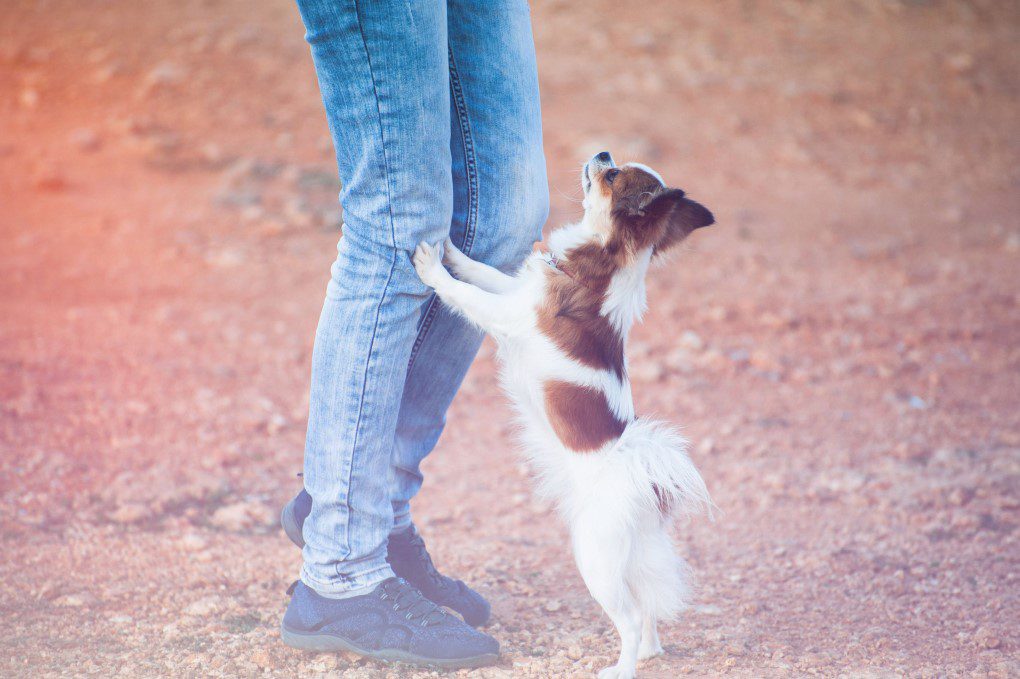 dog training methods, chihuahua standing on hind legs resting front paws on a persons legs