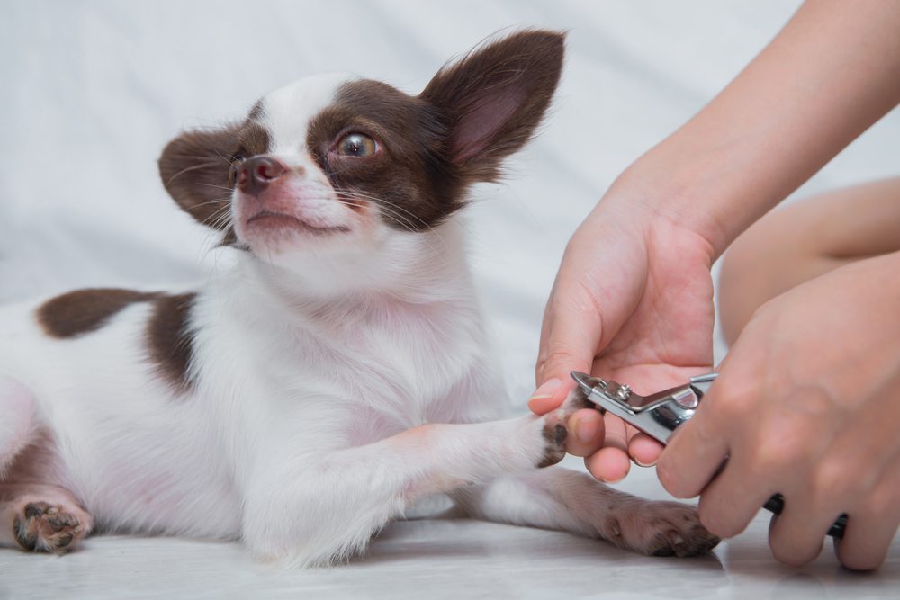 brown and white chihuahua getting nails trimmed, grooming the dog