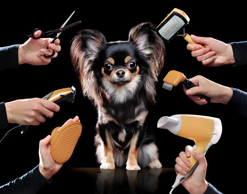 black and tan and white long haired chihuahua surrounded by grooming tools on black background