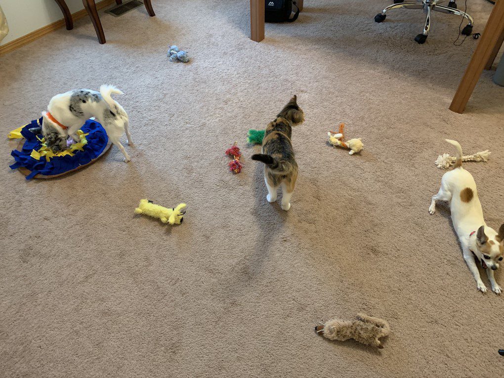 two chihuahuas and a cat with toys on floor, teach chihuahua to put away toys