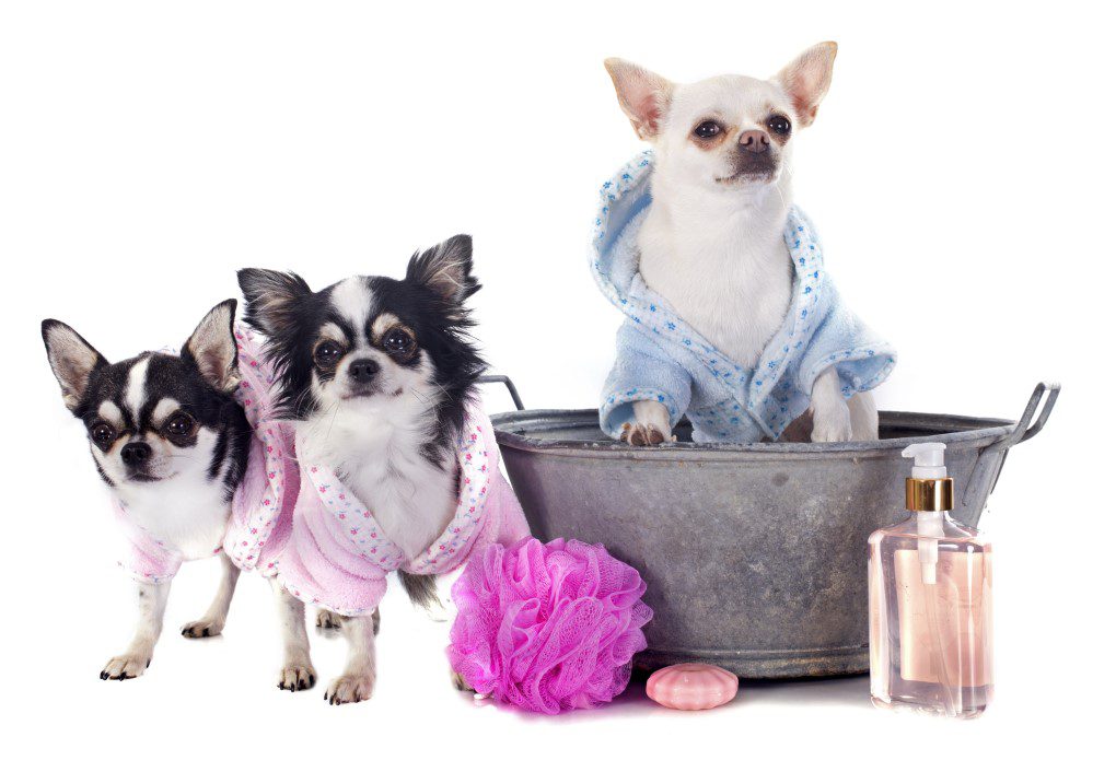 three chihuahuas, bathtub and grooming tools