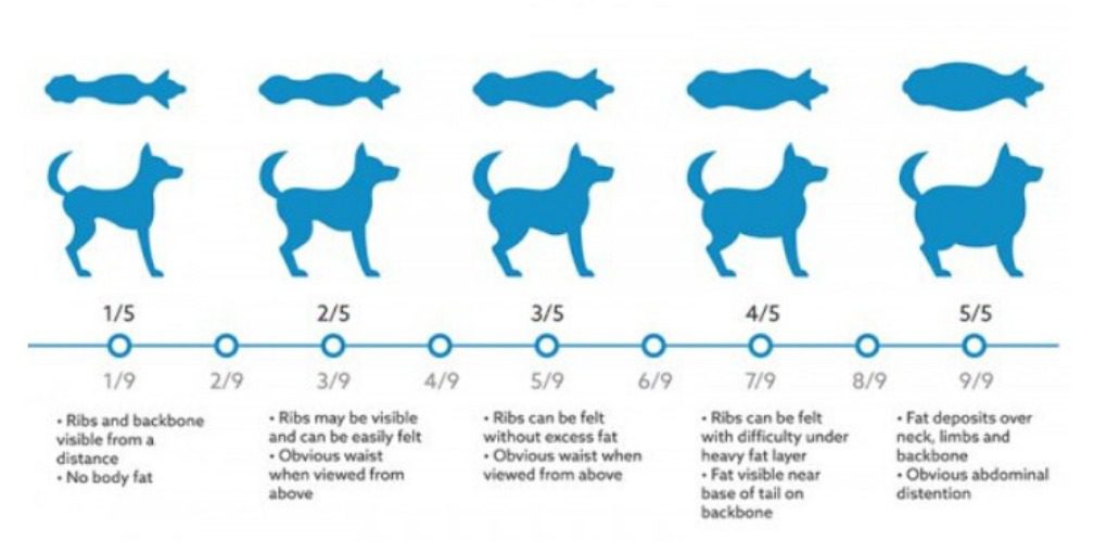 feed a chihuahua, body fat chart