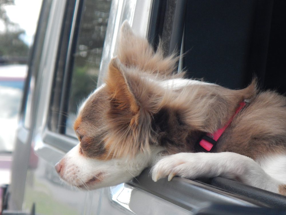 conditioning training, photo of chihuahua hanging out car window
