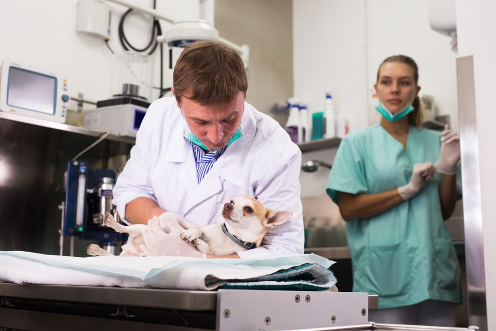What To Do If You Can't Afford Emergency Vet Care For Your Chi
