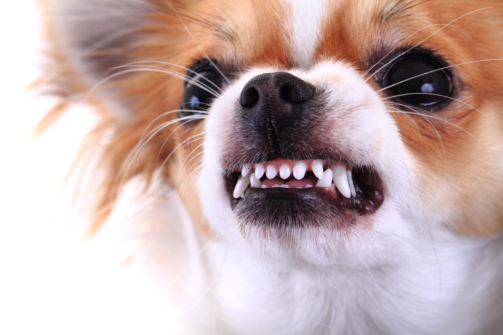 story of a crime-fighting Chihuahua picture of fawn and white Chihuahua showing his teeth in an aggressive way