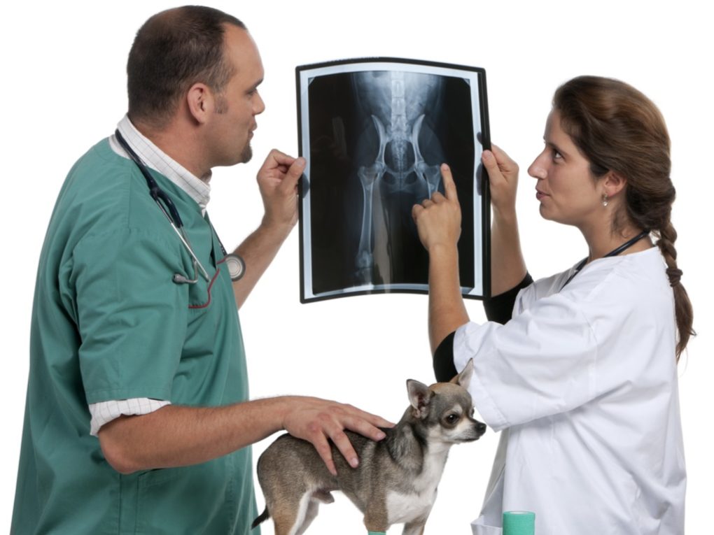what if you had a pet emergency. two veterinarians looking at a dog xray with chihuahua in front of picture 
