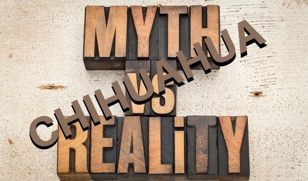 myths vs reality writing with chihuahua across the vs