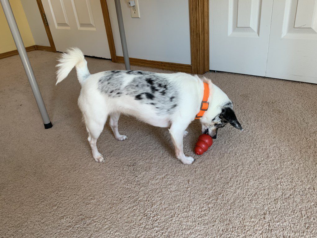 blue merle chihuahua playing with classic red kong toy