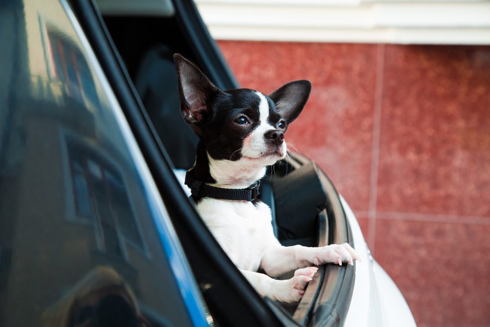 black and white chihuahua standing on the car window