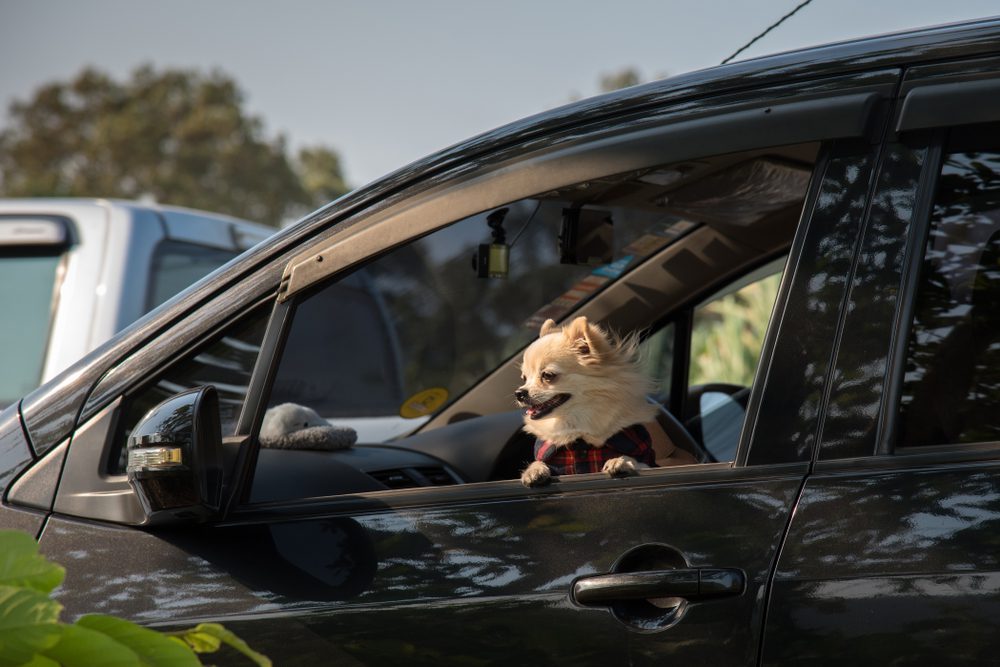 why do dogs like to hang their head out the window, blonde chihuahua leaning on open car window fur blowing