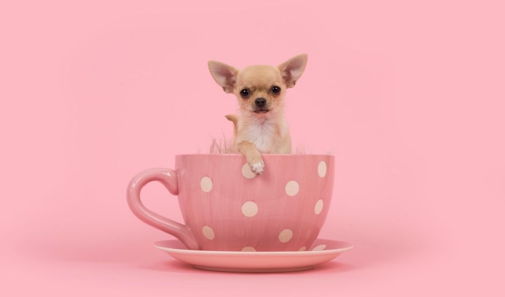 chihuahua myth, teacup chihuahuas, picture of a chihuahua in pink polka dot cup with pink background