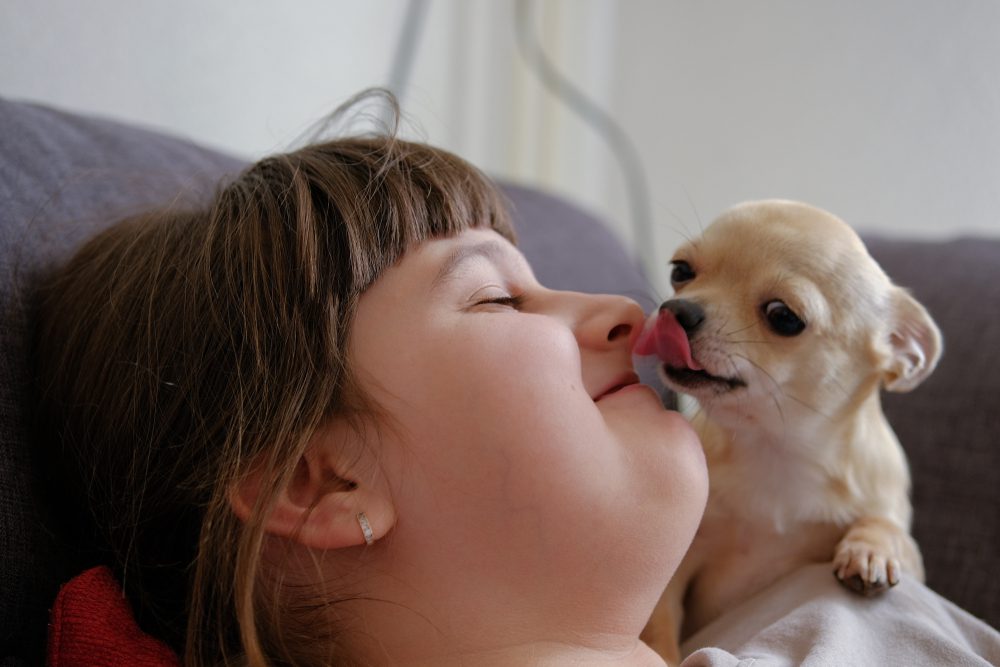 chihuahua myth chihuahuas shouldn't be around children, a chihuahua kissing, licking a little girel in the face