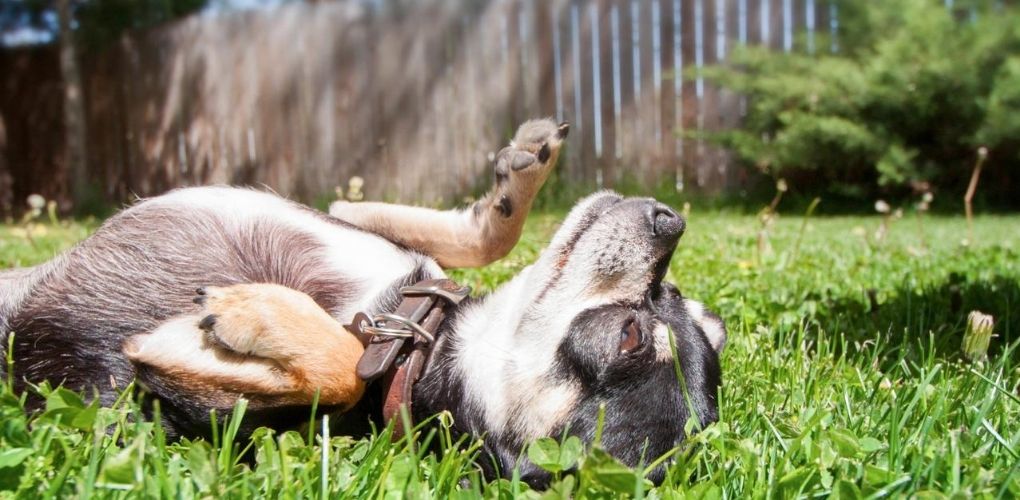 why dogs love belly rubs, chihuahua lying on back in green grass