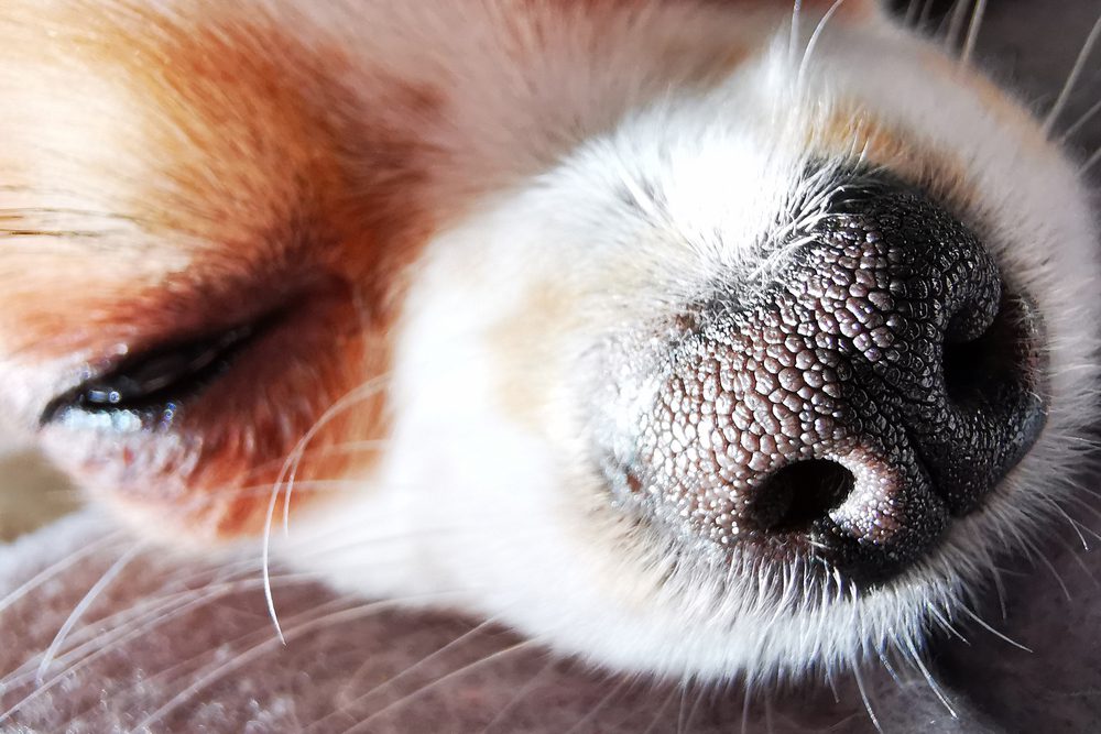 close up of chihuahua's nose, why do dogs
