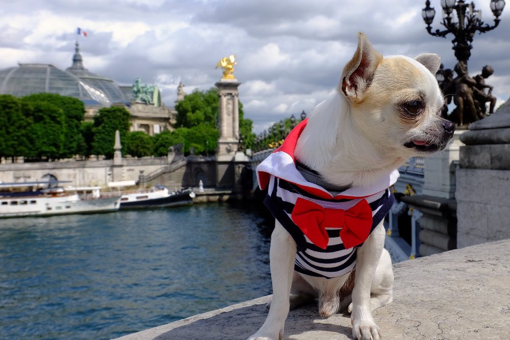 a Chihuahua in a European city with a red, white, and blue shirt with a red bow tie