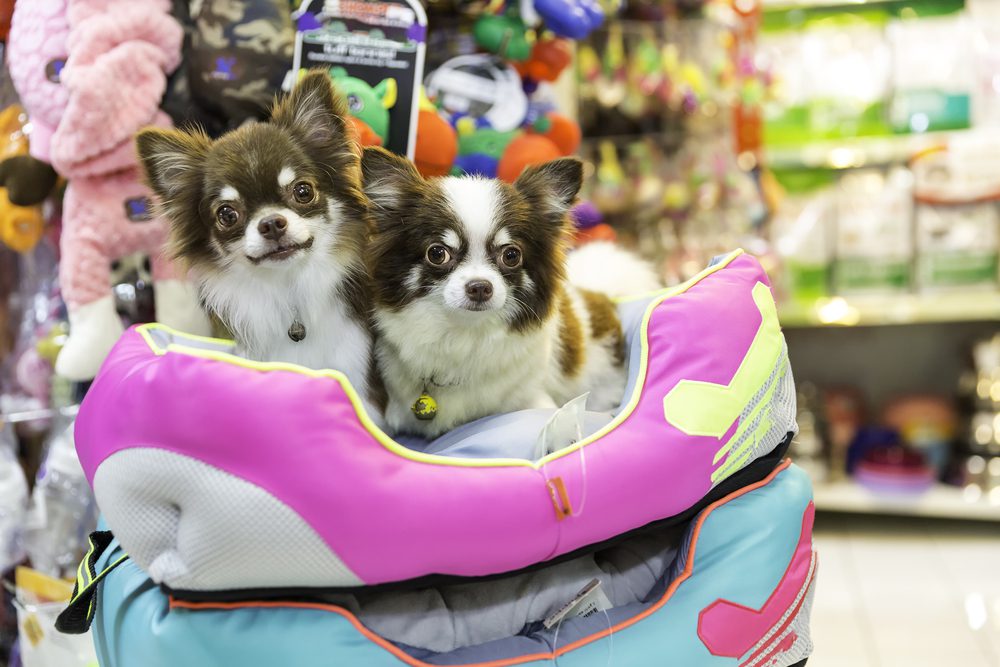 relieve your chihuahua boredom, two chihuahuas in stroller in the toy aisle of pet store