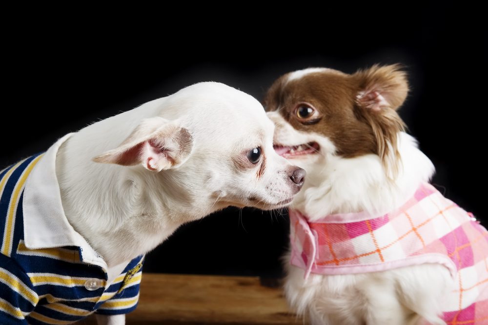 two Chihuahuas wearing shirts one looks like he is whispering in the other ones ear