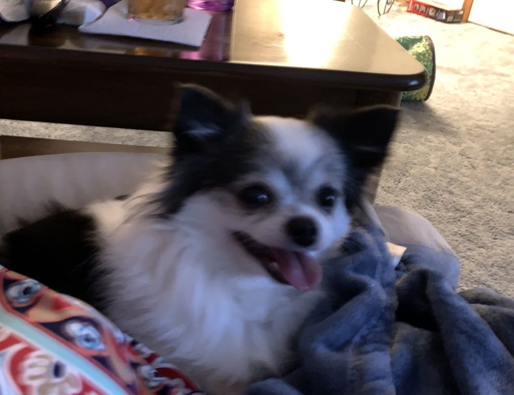 black and white long-haired chihuahua after bringing home a new dog