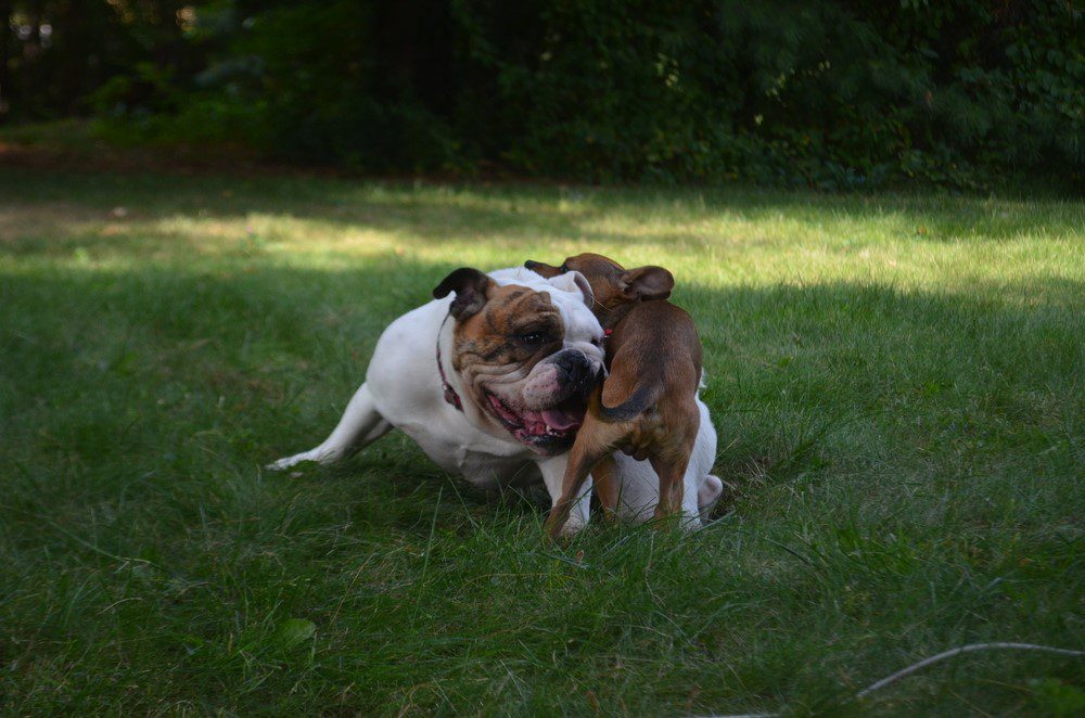 bull dog and chihuahua playing together after bringing home a new dog