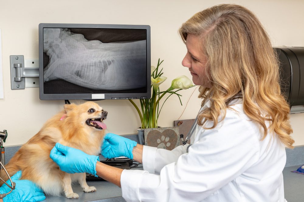 obesity can cause diabetes in chihuahuas. photo of obese chihuahua with a female veterinarian with x-ray in the background
