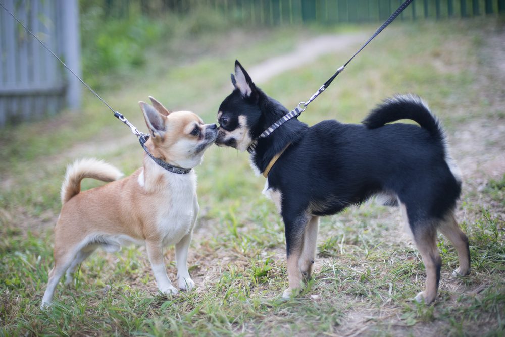 two chihuahuas meeting before bringing home a new dog