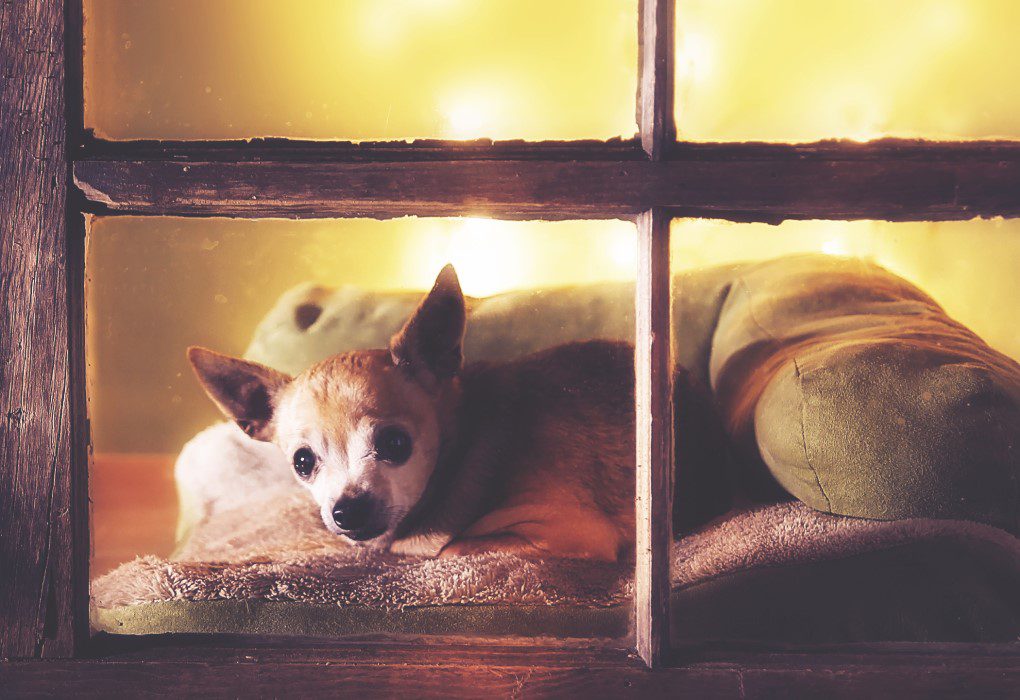 adopt a senior chihuahua, an older chihuahua in window with yellow background