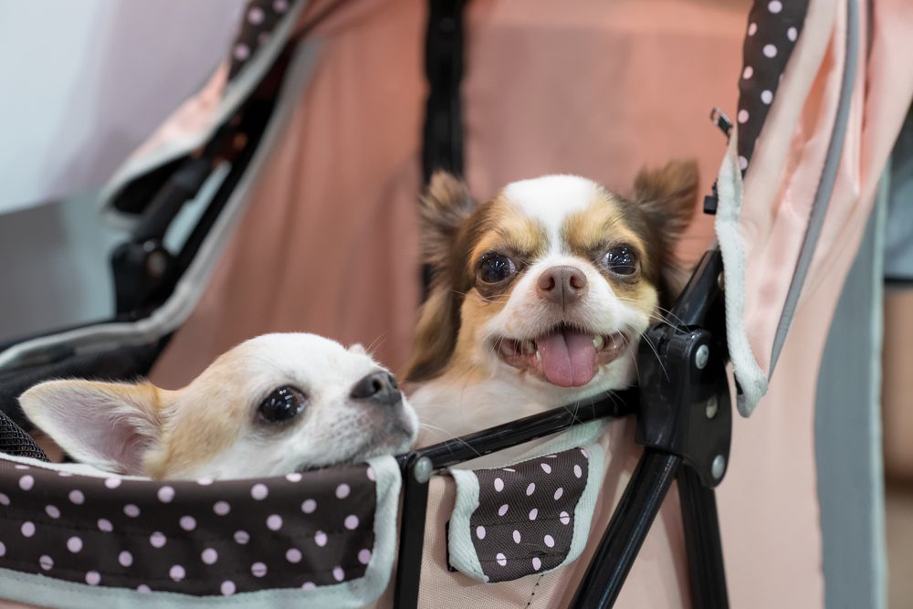 spoiled chihuahua in stroller