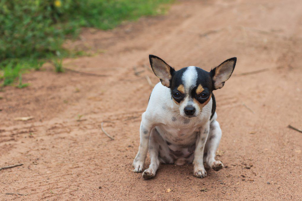 a chihuahua scooting on dirt road may have anal sac issues
