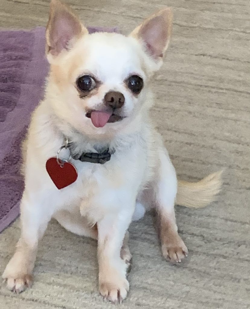 brushing Chihuahuas teeth, a white Chihuahua with tongue hanging out side of mouth