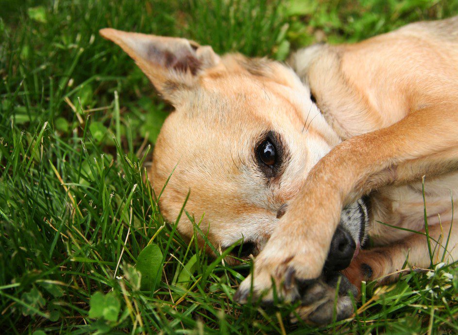 brushing Chihuahuas teeth, tan Chihuahua lying on side in the grass, covering his mouth with a paw