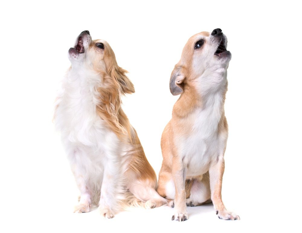decipher dog sounds, two chihuahuas howling