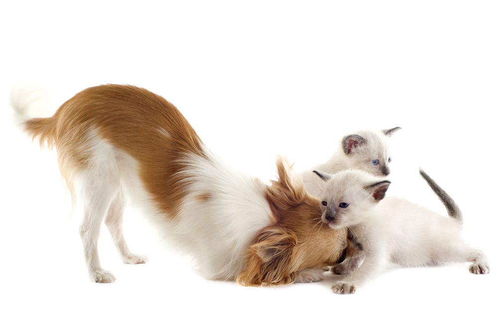 decipher dog sounds, chihuahua in play stance with two kittens