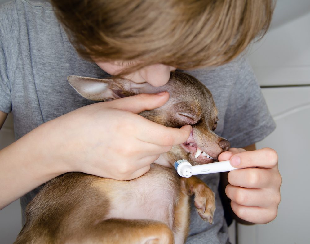 brushing Chihuahuas teeth, woman sitting behind a chihuahua brushing top teeth
