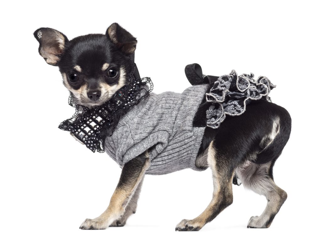 Chihuahua wearing cute gray sweater dress