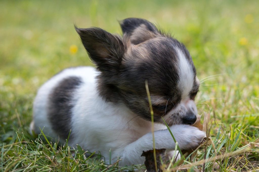 black and white chihuahua puppy in grass 